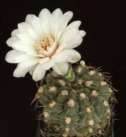 Gymnocalycium_deezianum